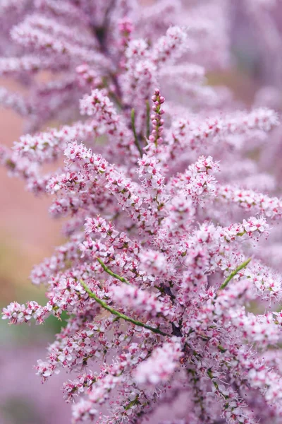 Kis Virágú Tamarix Parviflora Egy Dísznövény Apró Rózsaszín Virágokkal Francia — Stock Fotó