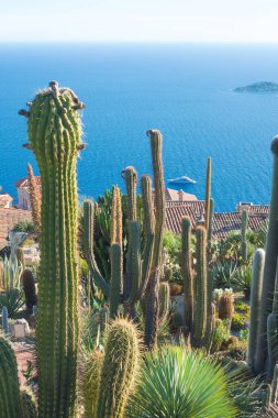 Fransız Rivierası 'ndaki bir köy olan Eze' nin tepesinden Akdeniz kıyısının manzarasına karşı büyük bir kaktüs. Eze, Fransa 'nın en genç botanik bahçesi.