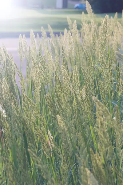 Plante Herbacée Vivace Calamagrostis Epigejos Dans Les Rayons Soleil Couchant — Photo