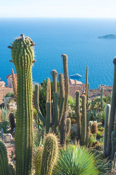 Grandes Cactus Sobre Fondo Una Pintoresca Vista Costa Mediterránea Desde — Foto de Stock