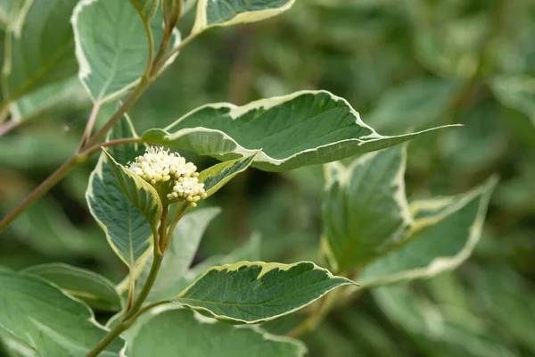 Cornus alba Elegantissima 'nın beyaz küçük çiçekleri. Güzel bir süs bitkisi. Bahçe ve peyzaj tasarımı.
