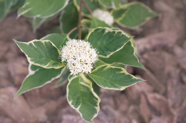 Cornus alba Elegantissima 'nın beyaz küçük çiçekleri. Güzel bir süs bitkisi. Bahçe ve peyzaj tasarımı.