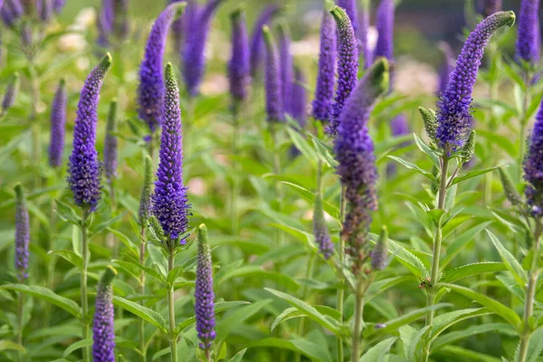 Long Blue Flowers Veronica Spicata Flower Bed Perennial Herbaceous Ornamental — Stock Fotó
