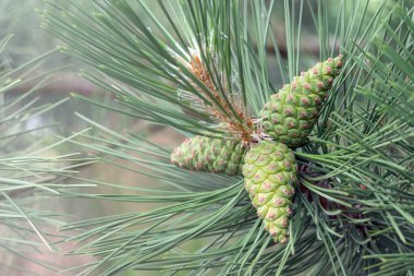 Young pine cone on a branch. Selective focus. Pine branch with cones close-up. Natural background.