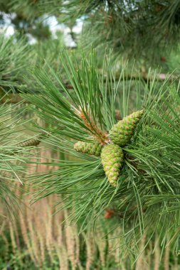 Young pine cone on a branch. Selective focus. Pine branch with cones close-up. Natural background.