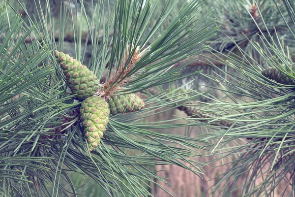 Young Pine Cone Branch Selective Focus Pine Branch Cones Close — Fotografia de Stock