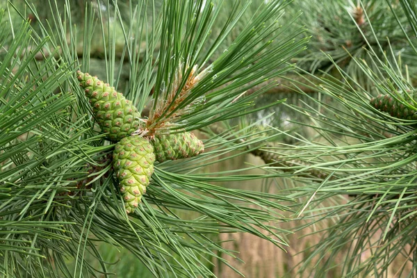 Young Pine Cone Branch Selective Focus Pine Branch Cones Close — 스톡 사진
