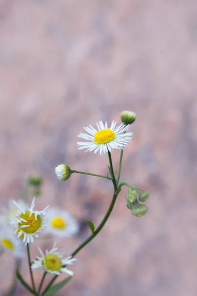 Белые Красивые Цветы Erigeron Strigosus Дикое Растение Дейзи — стоковое фото