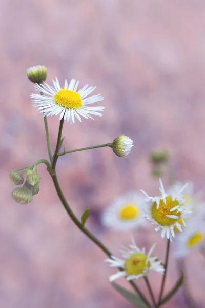 White Beautiful Flowers Erigeron Strigosus Wild Plant Daisy — Zdjęcie stockowe