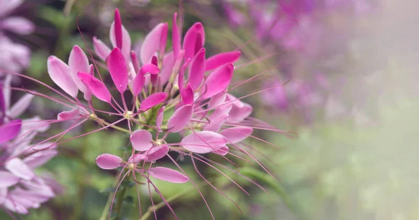 Pink Spiny Spider Flower Close Garden Rain Cleome Spinosa Cleome — Φωτογραφία Αρχείου