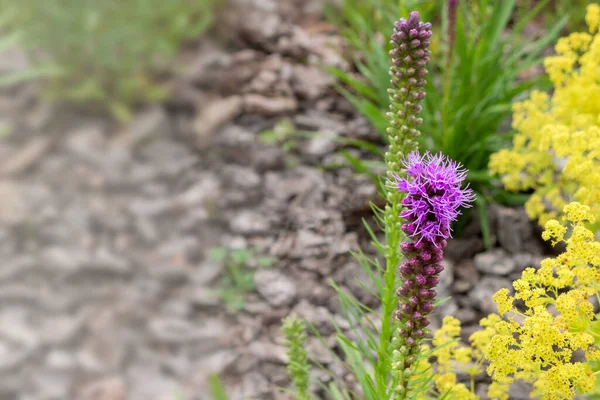 Fioletowe Kwiaty Liatris Spicata Działce Ogrodowej Dekoracyjny Kwiat Projektowania Krajobrazu — Zdjęcie stockowe
