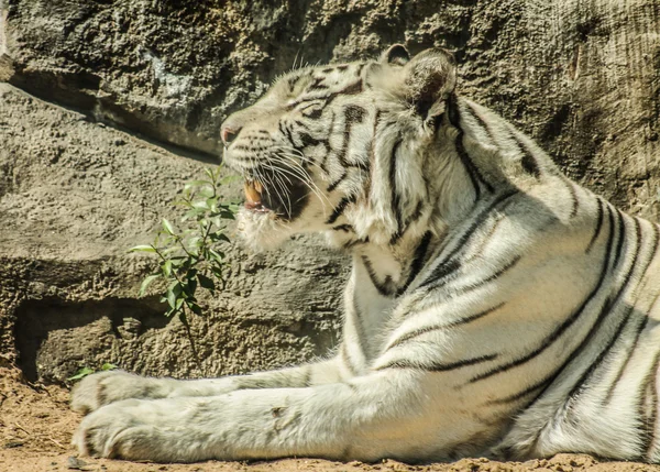 White tiger — Stock Photo, Image