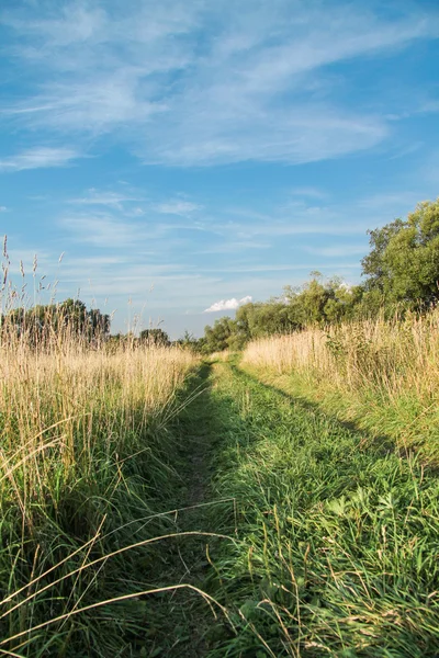 Summer path Stock Image