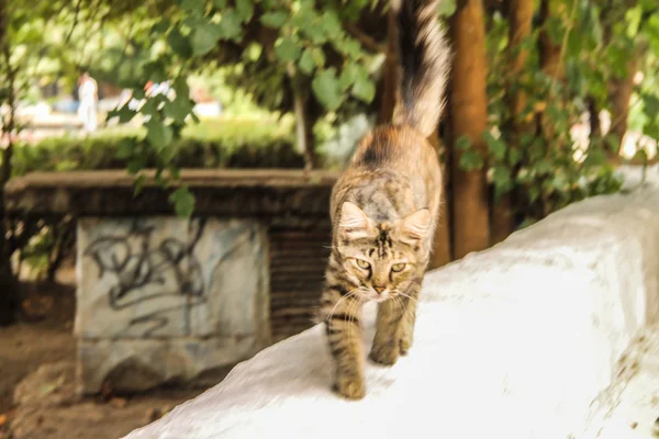 通りの猫φωτογραφία κατά μια πτώση — ストック写真