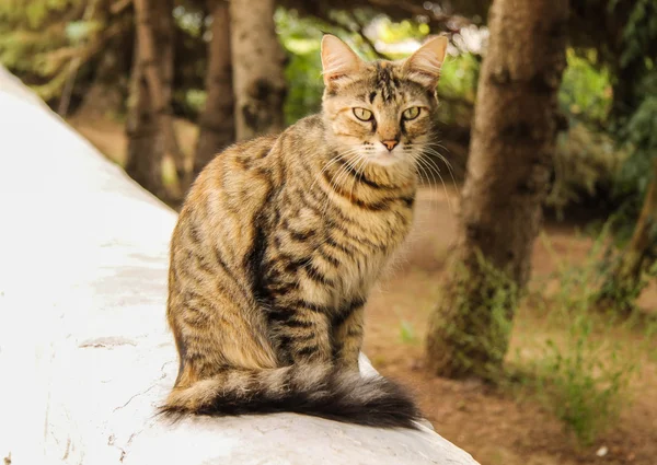 Straßenkatze — Stockfoto