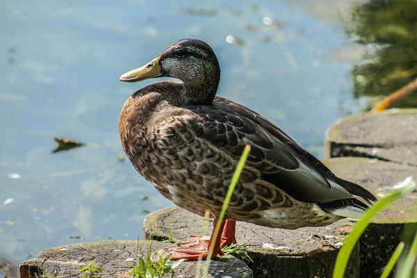 Duck — Stock Photo, Image