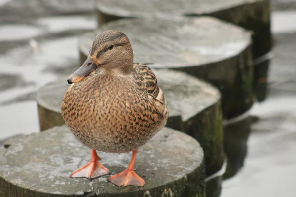 Autumn duck — Stock Photo, Image