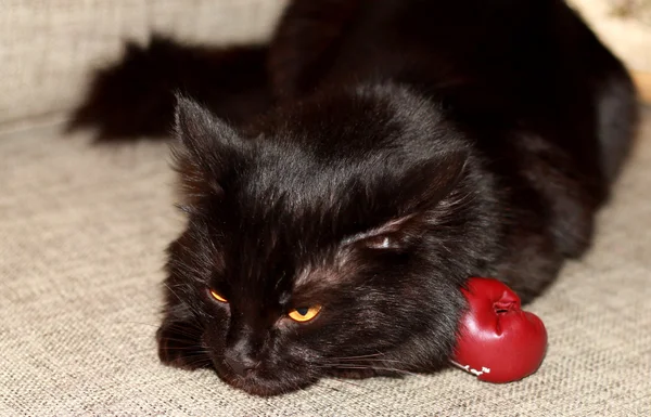 Boxeador gato — Foto de Stock