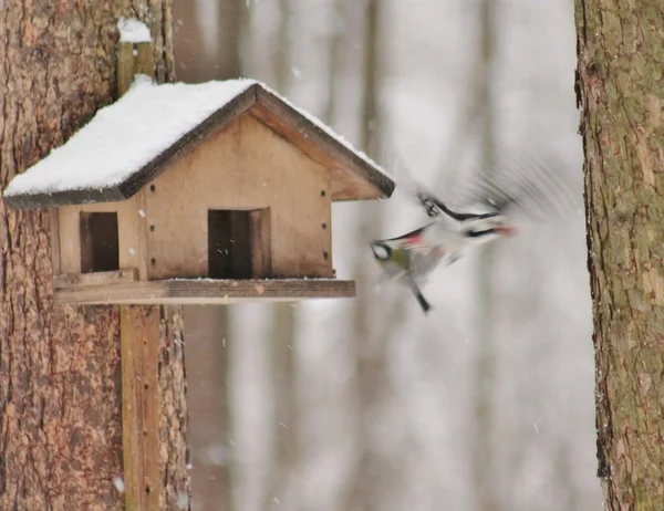 Bird — Stock Photo, Image