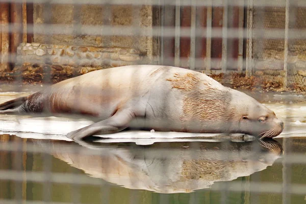 Sea lion — Stock Photo, Image