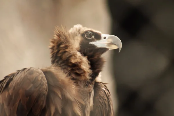 Águila —  Fotos de Stock