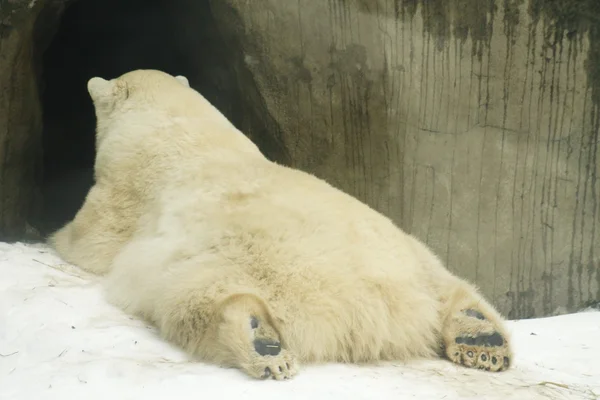 White bear — Stock Photo, Image