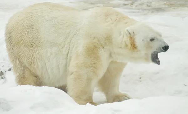 White bear — Stock Photo, Image