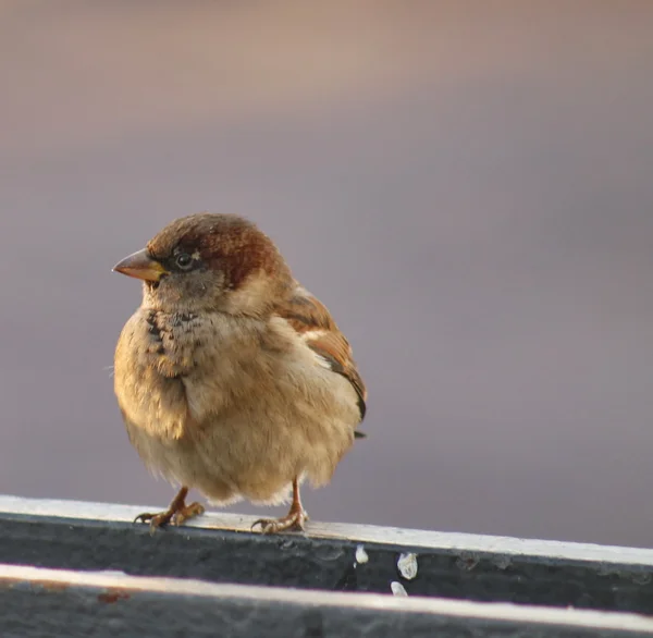 Sparrow — Stock fotografie