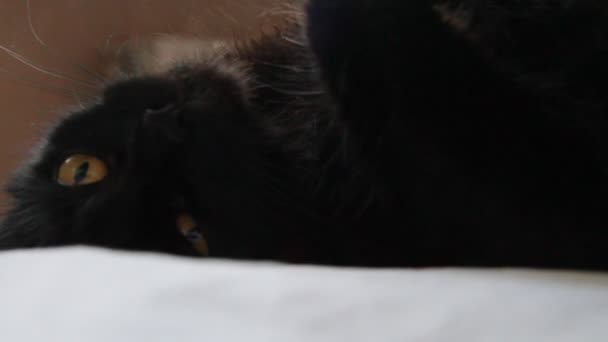 Siyah kedi — Stok video