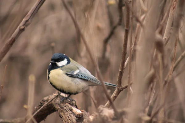 Chickadee — Fotografie, imagine de stoc