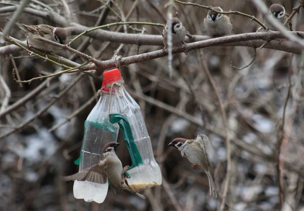 Birds — Stock Photo, Image