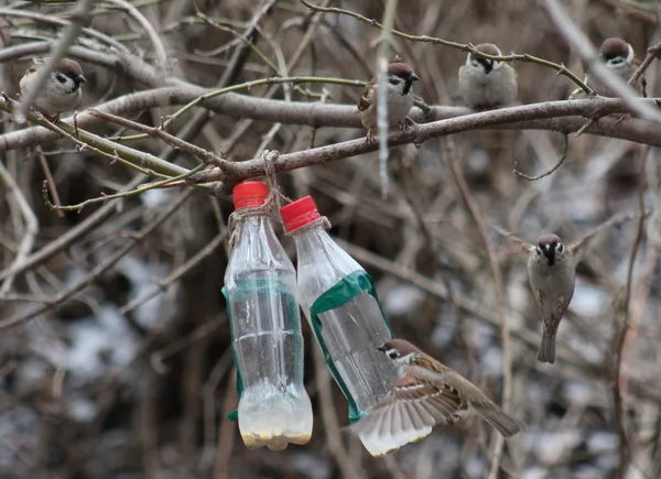 Birds — Stock Photo, Image