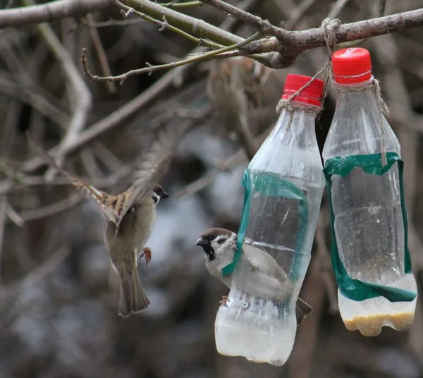 Birds — Stock Photo, Image