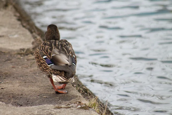 Pato. —  Fotos de Stock