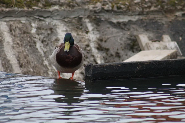 Duck — Stock Photo, Image