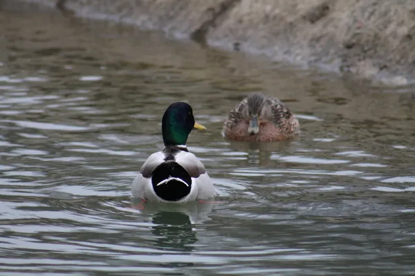 Duck — Stock Photo, Image