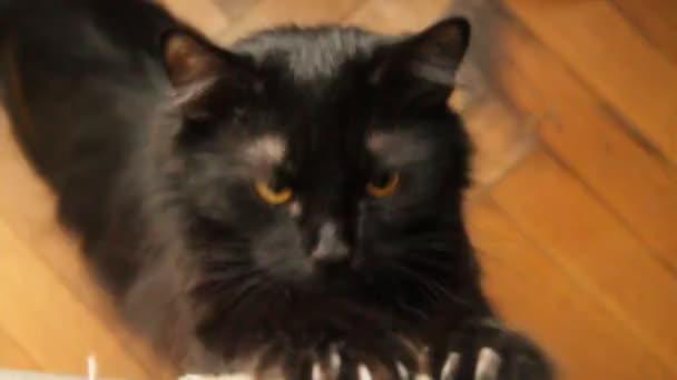 Gato negro — Vídeo de stock