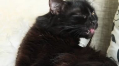 Kara kedi yıkar