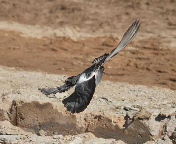 Palomas. — Foto de Stock