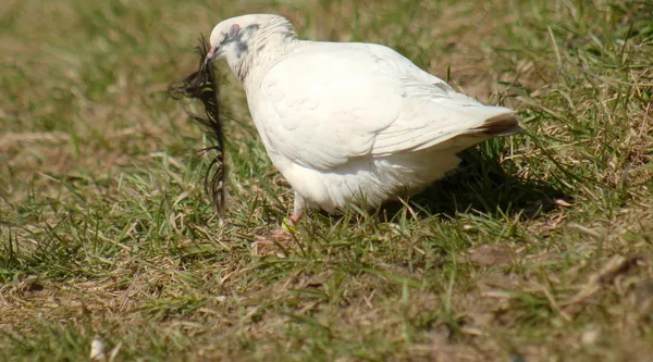 Pigeons — Photo