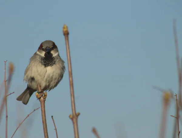 Aves — Foto de Stock