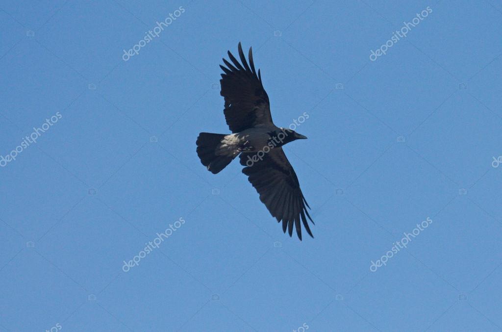 Photos Et Images Libres De Droits Pour Vol D Oiseau A Telecharger Photos Et Images Libres De Droits Pour Vol D Oiseau A Telecharger