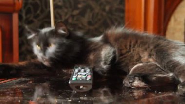 tv kedi sever