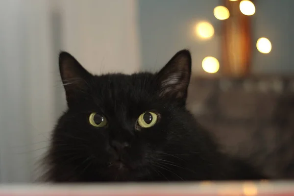 テーブルの上に黒い猫 黄色のボケ — ストック写真
