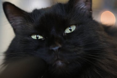 Black cat close-up looks at you