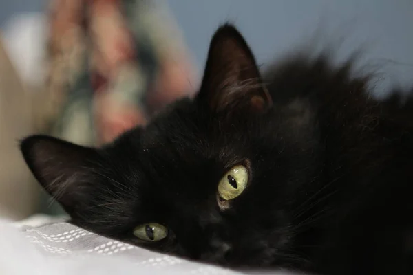 黑猫嘴 侧卧着 — 图库照片