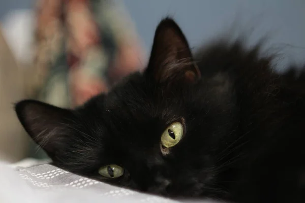 Black Cat Muzzle Lay Its Side — Stock Photo, Image