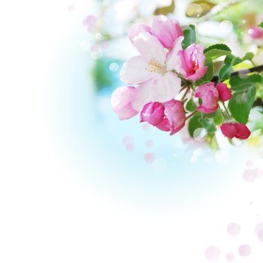 Çiçekli Elma Ağaçları