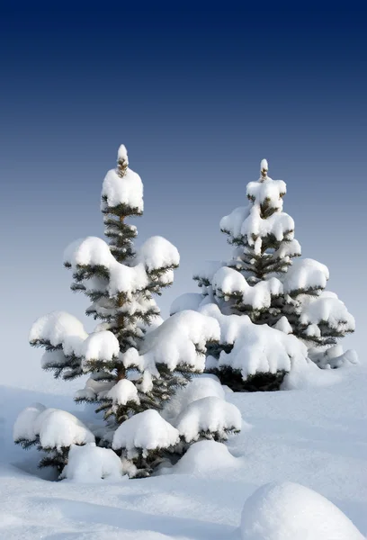 Två snötäckta päls-träd — Stockfoto