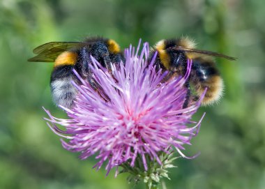 Bumblebees üzerinde bir thistle